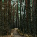 Il bosco come territorio di ribellione e casa naturale dell'anarca