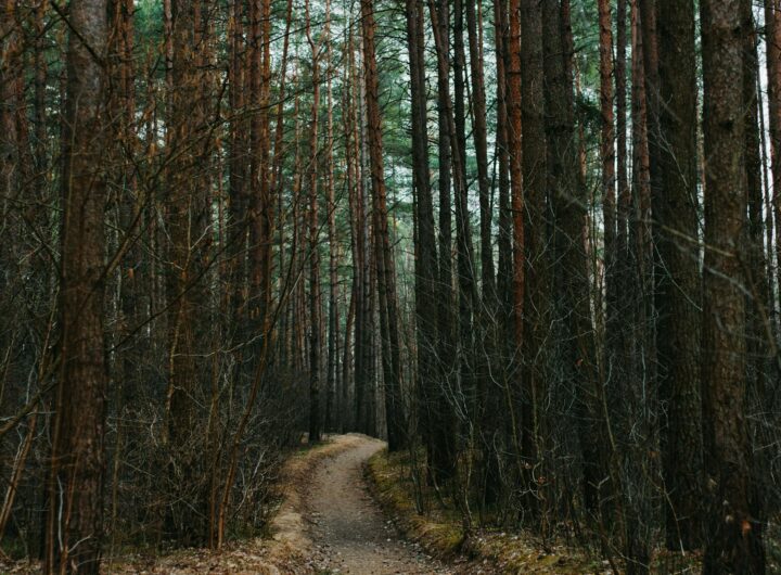Il bosco come territorio di ribellione e casa naturale dell'anarca