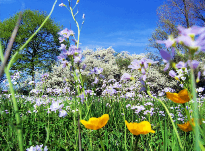 Primavera